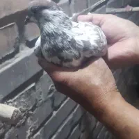 کبوتر|پرنده|فریمان, |دیوار