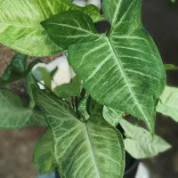 گیاه سینگونیوم سبز