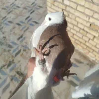 طوقی ماده|پرنده|اهواز, اسماعیلیه|دیوار