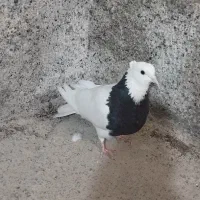 کبوتر طوقی کاکل|پرنده|خلیل آباد, |دیوار