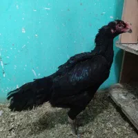 مرغ لاری|حیوانات مزرعه|نقده, |دیوار