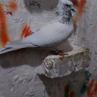 جفت تهرانی خوشگل|پرنده|شیروان (لرستان), |دیوار