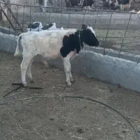 گوساله نر