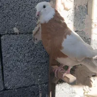 ماده طوقی|پرنده|جهرم, |دیوار