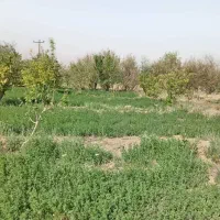 زمین زراعی|فروش دفتر صنعتی، کشاورزی، تجاری|راین, |دیوار