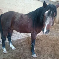 کارگر دامداری|استخدام صنعتی، فنی، مهندسی|کرج, کمال‌شهر|دیوار