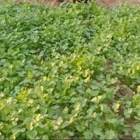 سبزی ماهی و شوید تازه هست و هم خورد شده بسته بندی