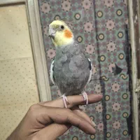 جفت عروس هلندی
