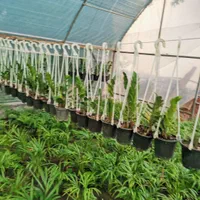 . گل و گیاه آپارتمانی زامیفولیا ،زامفولیا