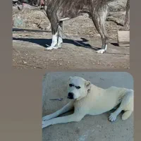 دو تا سگ گمشده