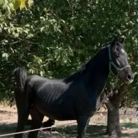 نریان اصیل کرد با مدارک