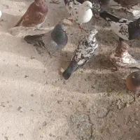 کبوتران غریب|پرنده|ابهر, |دیوار