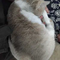 واگذاری گربه نر