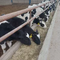 گوساله قطع شیر هلشتاین