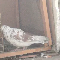 قلکار|پرنده|کرج, گلشهر|دیوار