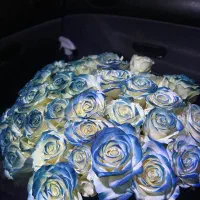 فروش ویژه رز طبیعی هلندی با رنگ فانتزی شاخه ای ۲۵