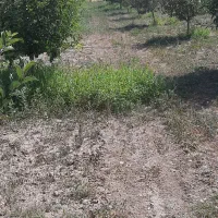 زمین باغی|فروش زمین و ملک کلنگی|بستان آباد, |دیوار