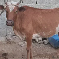 باسلام فروش گاو زایده با گوساله نر