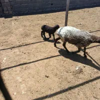 یک راس شیشک به همراه بره