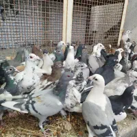 کفتر یا کبوتر بیرونی ب شرط هوا