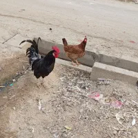 یک خروس سیاه خالص با یدونه مرغ