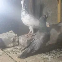اسباب بازی کفتر