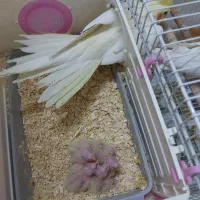 جفت عروس هلندی  با ۴ جوجه