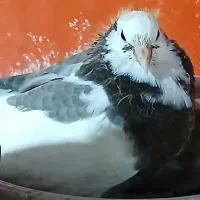 کبوتر گمشده