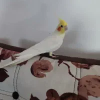 عروس هلندی نر بالغ|پرنده|گرگان, |دیوار