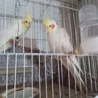 طوطی عروس هلندی ۹ ماهه ( نر )|پرنده|فریدون‌کنار, |دیوار