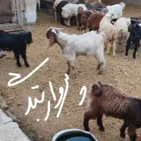 فروش کودحیوانی گوسفندی