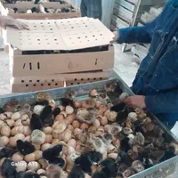 جوجه گلپایگانی یک روزه و جوجه اردک پکنی یک روزه|حیوانات مزرعه|ورامین, ورامین|دیوار