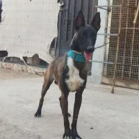 سگ مالینیوز|سگ|بندرعباس, |دیوار