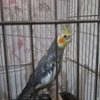 عروس هلندی|پرنده|اسلام‌شهر, شهرک مهدیه|دیوار