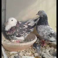 کفتر یجای|پرنده|نسیم‌شهر, |دیوار