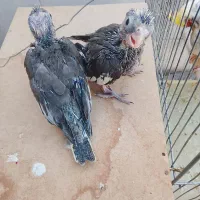 جوجه سرلاکی عروس هلندی