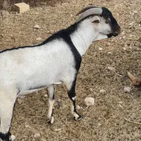 نری زیبای سومال ۲ ساله مخصوص داشت|حیوانات مزرعه|بندرعباس, |دیوار