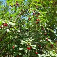 زمین سرسبز،چهاردیواری،چهارباغ کمربندی رامجین.|فروش زمین و ملک کلنگی|تهران, درختی|دیوار