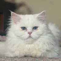 جفت گیری (نیازمند ماده)