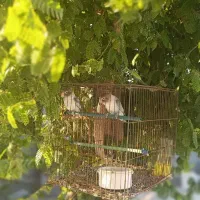 طوطی کوتوله|پرنده|بندرعباس, |دیوار