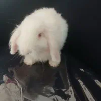 خرگوش لپی اصل|موش و خرگوش|رفسنجان, |دیوار