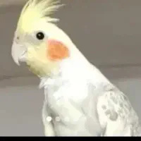 عروس هلندی گمشده در شهرری دیلمان