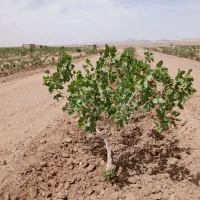 فروش ۱ هکتار|فروش دفتر صنعتی، کشاورزی، تجاری|فردوس (خراسان), |دیوار