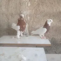 کبوتر طوقی|پرنده|شیراز, گلستان|دیوار