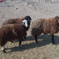 3 راس کاور ماده افشاری دره شهر|حیوانات مزرعه|دره شهر, |دیوار