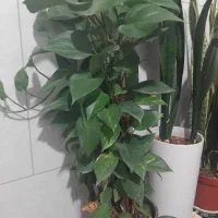 پیوست چماقی