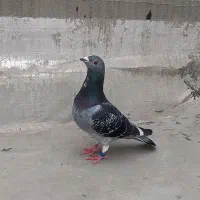 پرنده