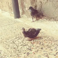 چند عدد کبوتر پرشتی|پرنده|ویسیان, |دیوار