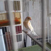 فناری نر موزایکی سرخ اصل اوجینال|پرنده|کرمانشاه, |دیوار