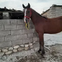 اسب ترکمن